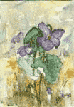 "Viola del pensiero" - 1999 - acquarello su carta - cm 13x18