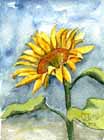 "Girasole" - 2001 acquarello su carta - cm 13x18